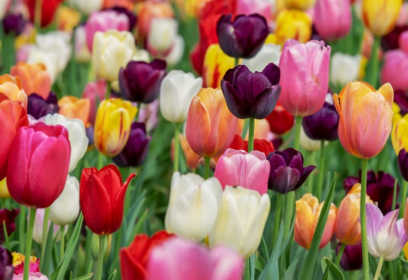 History of the tulip